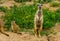 Closeup of a meerkat standing, tropical mongoose specie from Africa