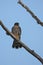 A closeup of Merlin perching on the branch.