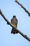 A closeup of Merlin perching on the branch.