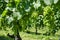 Closeup of Merlot grapes in vineyard