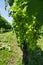 Closeup of Merlot grapes in vineyard