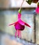 Closeup of a mesmerizing pink fuchsia flower in a pot with lush petals