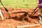 Closeup of metal manual plow being used to prepare tobacco field