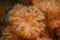 Closeup of a Metridium senile (frilled anemone) in deep ocean