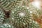Closeup of Mexican Pincushion Cactus Mammillaria magnimamma.