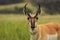 Closeup of a Mexican pronghorn in a field