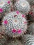 Closeup on the Mexican twin spined cactus, Mammillaria geminispina with it's Carmine pink flowers