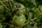 Closeup micro shot of indian green tomato cover up with soil and fertilizer and water