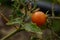 Closeup micro shot of indian red tomato cover up with soil and fertilizer and water