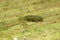 Closeup on a microscopic small green springtail, Isotomurus graminis, sitting on wood
