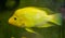 Closeup of a Midas cichlid, Yellow and white colored tropical fish, exotic fish specie from Costa Rica