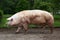 Closeup of mighty domesticated male buck pig against green natural background outdoors