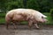 Closeup of mighty domesticated male buck pig against green natural background outdoors