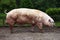 Closeup of mighty domesticated male buck pig against green natural background outdoors