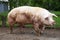 Closeup of mighty domesticated male buck pig against green natural background outdoors