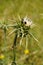 closeup of milk thistle flower, with many black beetles and snail (Silybum marianum)