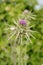 Closeup of milk thistle flower, with snail