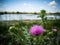 Closeup of a milk thistle Silybum that has blossomed. Blur the image of the pond and the field in the background