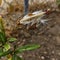 Closeup of Milkweed seed pod open and releasing brown seeds and white silky fluff