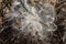 A Closeup Of Milkweeds Seeds, Asclepias Syriaca, At Five Rivers