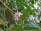 Closeup of Millettia pinnata Flowers and leaves, also known as Pongamia pinnata and commanly in india known as Indian beech, Vange