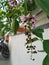 Closeup of Millettia pinnata Flowers and leaves, also known as Pongamia pinnata and commanly in india known as Indian beech, Vange