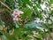 Closeup of Millettia pinnata Flowers and leaves, also known as Pongamia pinnata and commanly in india known as Indian beech, Vange