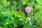 Closeup of Mimosa pudica flower from Thailand, Southeast Asia