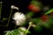 Closeup of Mimosa pudica or humble plant