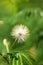 Closeup of Mimosa pudica or humble plant