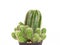 Closeup mini cactus isolated on white background