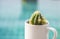 Closeup mini green cactus in white cup