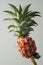 Closeup mini pineapple for summer concept