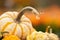 Closeup of Mini Tiger Striped pumpkin against autumn colors