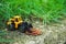 Closeup mini tractor with stack coins on ground using as business, industrial and financial concept