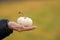 Closeup of Mini white pumpkin on a palm of a person on a yellow blurred background