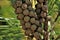 Closeup of miniature pine cones