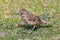 A closeup of a mistle thrush searching for his dinner in the lawn