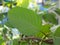 Closeup Mitragynine, Mitragyna speciosa, Kratom green leaf