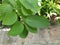 Closeup Mitragynine, Mitragyna speciosa, Kratom green leaves