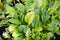 Closeup of mixed baby lettuce greens with water droplets