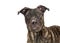 Closeup Mixed Breed Brindle Dog Looking