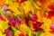 Closeup of a mixture of Autumn Leaves-great range of colors