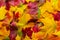 Closeup of a mixture of Autumn Leaves-great range of colors