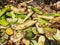 Closeup of a mixture of food and vegetable waste for composting, natural fertilizer for the soil