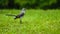 Closeup mockingbird on green grass
