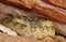 Closeup of a Mojave Rattlesnake