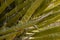 Closeup Mojave yucca leaf in wild
