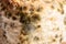 Closeup moldy bun, bread with moldy, fungi texture