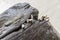 Closeup of molluscs growing on driftwood